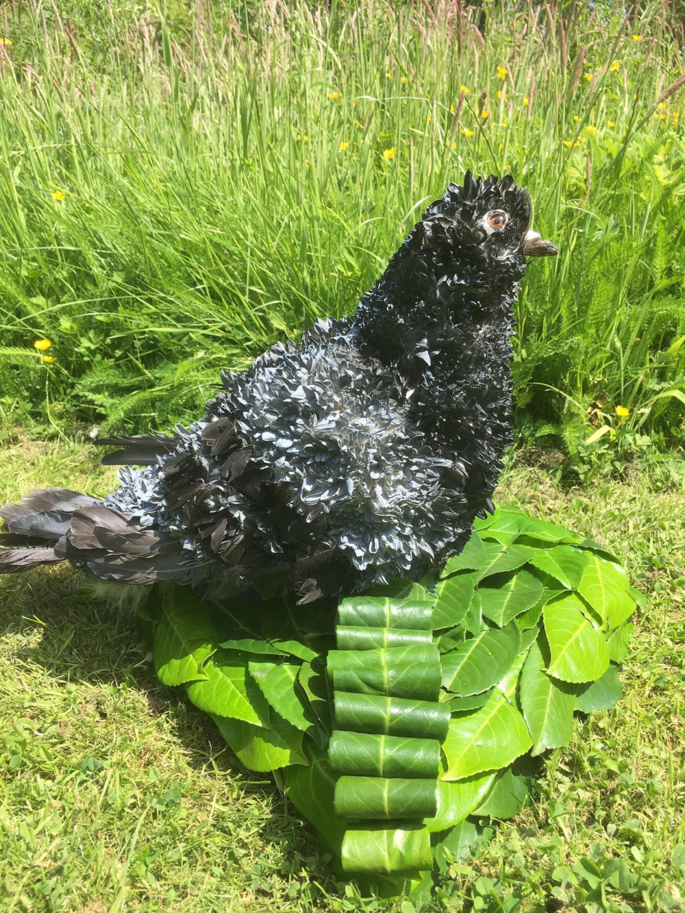 3D Pigeon